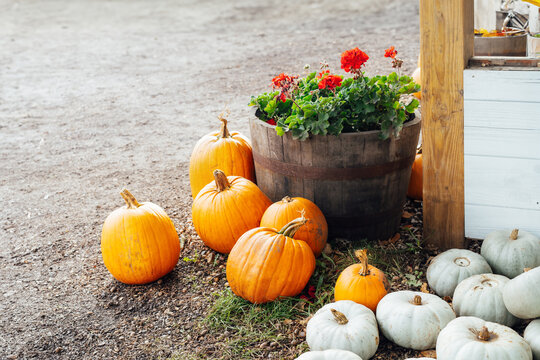 Various pumpkins and potted flowers in the wooden basket outdoors. Decoration for Thanksgiving or Halloween. Fall harvest, autumn rustic background. Selective focus, copy space.