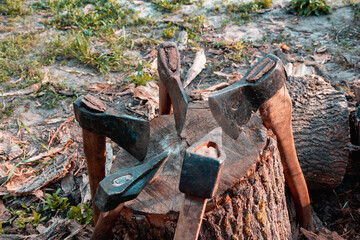  Axes with wooden handles are placed on a wooden log. The hatchets. Harvesting firewood in the...