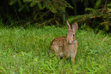 Naklejka na ściany i meble Eastern Cottontail Hare in the grass foraging.