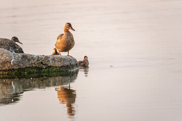 Adult duck with many ducklings sits on green shore of pond