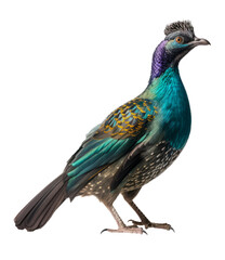 Naklejka premium Monal bird isolated on transparent background. Concept of wildlife.