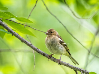 Fototapeta premium Common chaffinch female, Fringilla coelebs. Common chaffinch in wildlife.