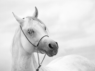 white amazing arabian stallion against cloudy  sky background. close up