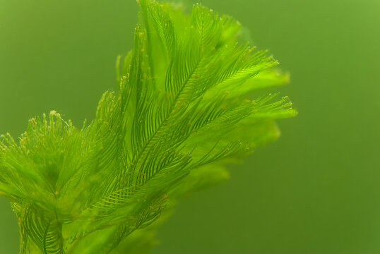 Close up of coontail ceratophyllum demersum a common aquatic plant
