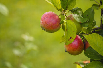 Red apples growing in the garden