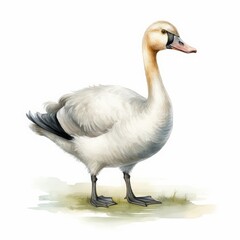 goose color cartoon drawing on white background.