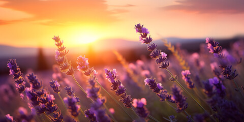 Fototapeta premium Blooming lavender summer flower against the backdrop of a summer sunset landscape
