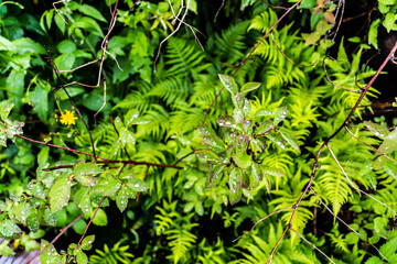 Spiraea chamaedryfolia, common name germander meadowsweet or elm-leaved spirea and rain drops.