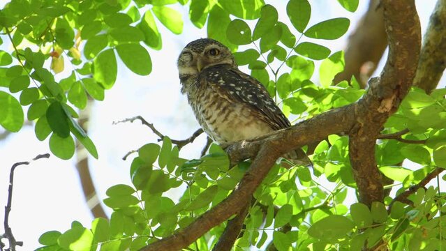 Spotted owlet (Athene brama) on the tree , bird watching in the forest