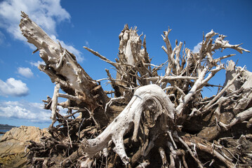 Tronco di albero con radice, trasportato dal mare, Sardegna