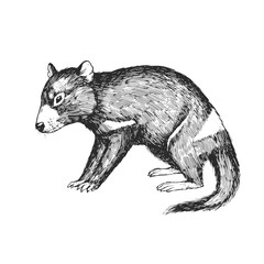 Vector hand-drawn illustration of a Tasmanian devil in the style of engraving. A sketch of a wild Australian marsupial animal isolated on a white background. - obrazy, fototapety, plakaty