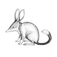 Vector hand-drawn illustration of Lesser bilby isolated on white. A black and white biological sketch of an Australian animal in the style of an engraving.