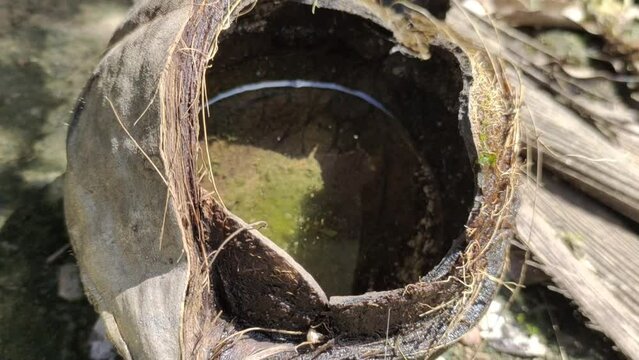 Stagnant clean fresh rain water inside coconut shell on ground with spawn of mosquito larva. Closeup top view. Zika, dengue, malaria disease on rainy season concept.