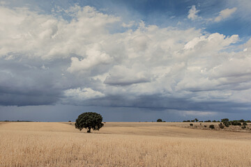 Field by the Esla River behind the Puente Quintos Bridge. Beauty Spain