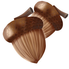 Acorn