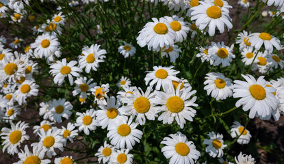 White field daisies close-up, flowers of nature.