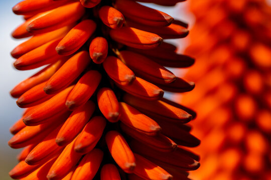 Perfect symmetry. A close-up of protruding stamens of an aloe (Aloe ferox), roadside near Willowmore, Western Cape.