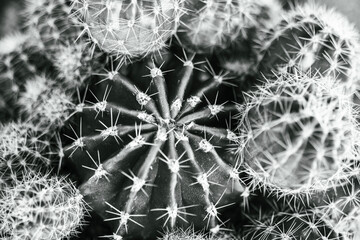 cactus plant, macro close-up. background.