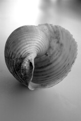 seashell macro photo. close up single object detail photograph.