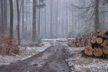 Snow and fog in the Palatinate Forest with piles of logs next to a road on a spring day near Kaiserslautern, Germany.