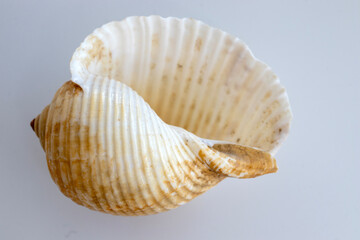 seashell macro photo. close up single object detail photograph.