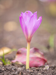 Autumn purple crocuses bloomed above the ground.