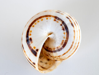 snail shell, detail, macro. white background. golden ratio