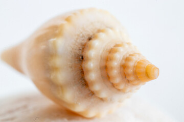 seashell macro photo. close up single object detail photograph.