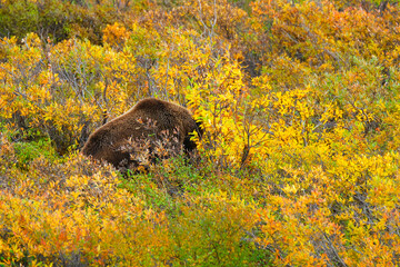 Grizzly Bear - Denali National Park
