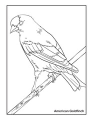 Hand drawing Sketch of an American Goldfinch, outline Vector Bird Coloring page.