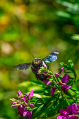 Out and about. A carpenter bee (Xylocopa caffra) foraging for nectar in a private garden, Uniondale, Western Cape.