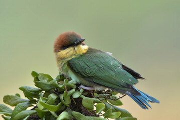 The chestnut-headed bee-eater  on a tree branch