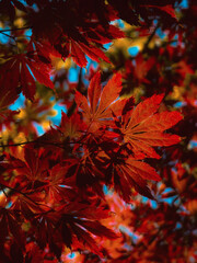 Czerwone drzewo, liście
