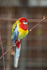 Platycercus eximius - Rosella parakeet sits on a thin branch