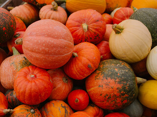 A Harvest of pumpkins