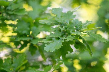 Fototapeta na wymiar Oak tree leaves - detail shot with green-yellow bokeh