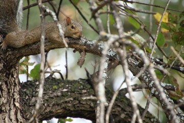 Fox squirrel lying flat on a branch trying to hide in a tree