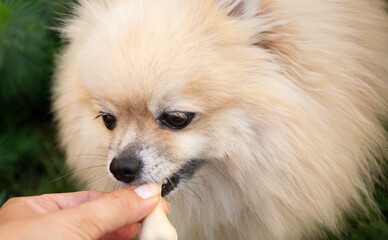 Treat for Pets. Pomeranian Spitz Sniffing a Bone.