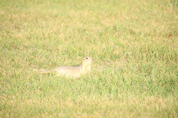 Prairie dog in the grass