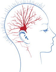 Pain in the head, brain and synapses, cognitive problems, mental deficit. Aneurysm. Degenerative diseases affecting the brain area. Parkinson and Alzheimer