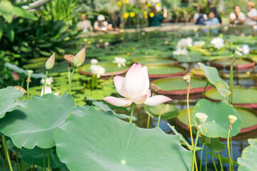 lotuses and water lilies growing in a large greenhouse