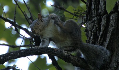 Grey squirrel in tree scratching an itch.