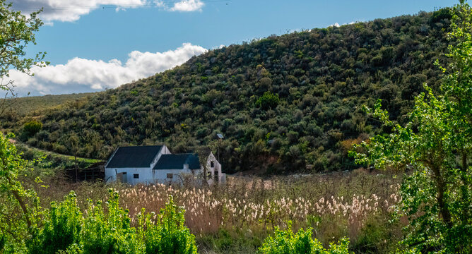 Nestled against the mountain. A  worker's cottage framed by wild pear trees (Dombeya rotundiflolia) lies nestled in the De Hoop river valley near Uniondale, Western Cape.