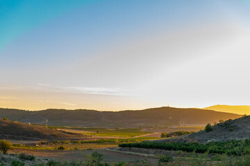 Paisaje de viñas con racimos de uvas en campos de viñedos para recolectar en la vendimia y...