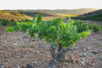 Viñas en suelo de roca con racimos de uvas en campos de viñedos para recolectar en la vendimia y...