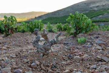 Viñas en suelo de roca con racimos de uvas en campos de viñedos para recolectar en la vendimia y...