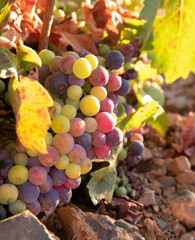 Viñas con racimos de uvas en campos de viñedos para recolectar en la vendimia y producir vino