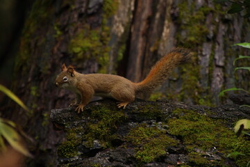 Red squirrel in the woods.