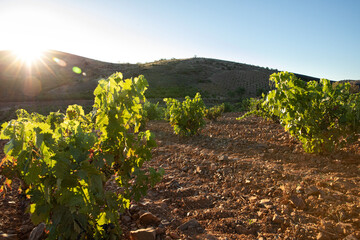 Viñas con racimos de uvas en campos de viñedos para recolectar en la vendimia y producir vino