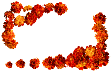 A set of flowers. beautiful marigold flowers isolated on white background Indian flowers for traditional functions pongal, diwali, marriage, ayudha pooja